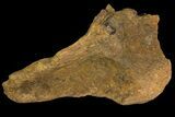 Fossil Dinosaur (Triceratops) Skull Section - North Dakota #155369-1